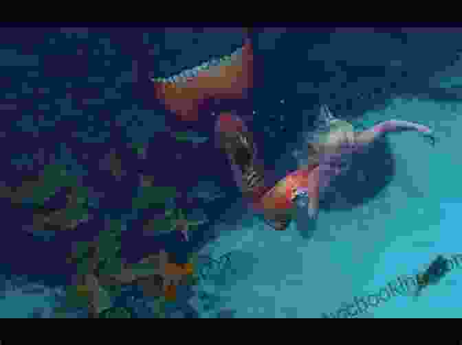 A Beautiful Mermaid With An Acorn Top Swims Through A Coral Reef A New Friend: An Acorn (Mermaid Days #3)