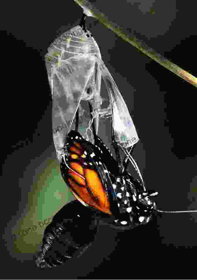 A Butterfly Emerging From A Chrysalis, Symbolizing The Transformative Journey From Darkness To Light. Productions Of JWR 1: Works Of Dark That Lead To Light
