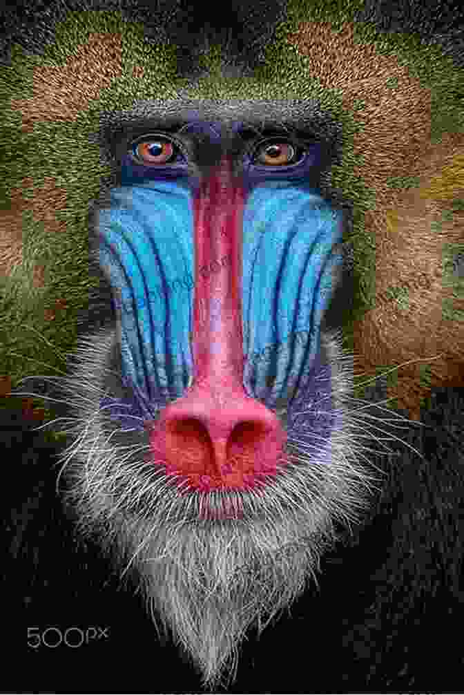 A Close Up Of A Baboon's Face, Its Eyes Reflecting The Wisdom Of The Wilderness Wild Life: Dispatches From A Childhood Of Baboons And Button Downs