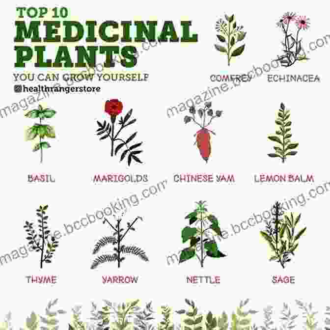 A Collection Of Medicinal Plants, Including Herbs, Flowers, And Roots Identifying Harvesting Edible And Medicinal Plants (And Not So Wild Places)