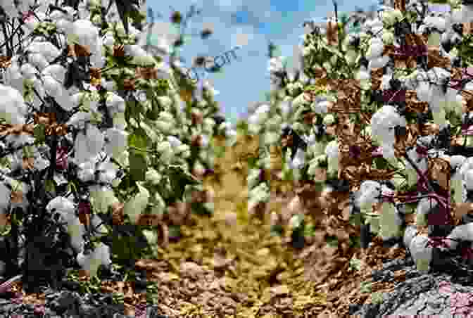 A Cotton Plant Growing In A Field With A Focus On Sustainable Farming Practices Cotton: Science And Technology (Woodhead Publishing In Textiles)