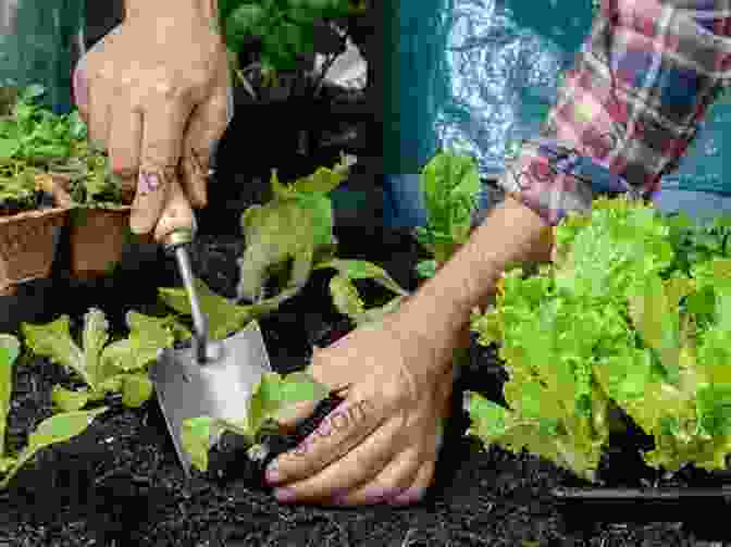 A Gardener Carefully Transplanting A Seedling Into A Raised Garden Bed. Total Guide To Okra: Origins Planting Guide Seed Saving More