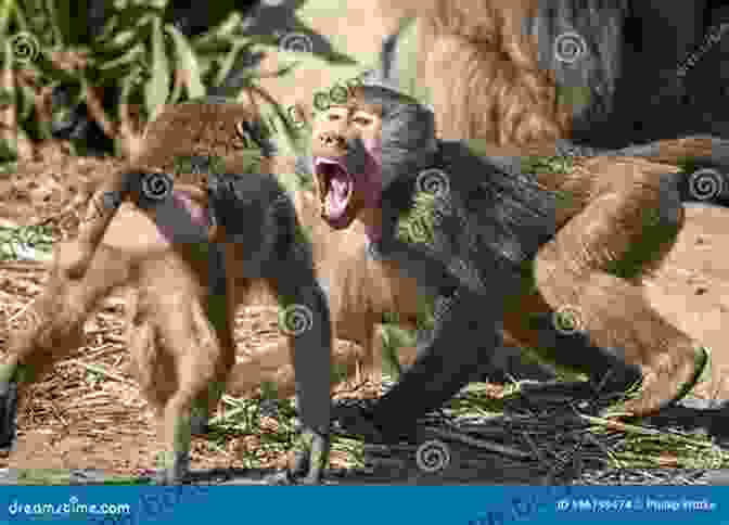 A Group Of Baboons Frolicking Playfully Alongside A Young Boy Clad In A Button Down Shirt Wild Life: Dispatches From A Childhood Of Baboons And Button Downs