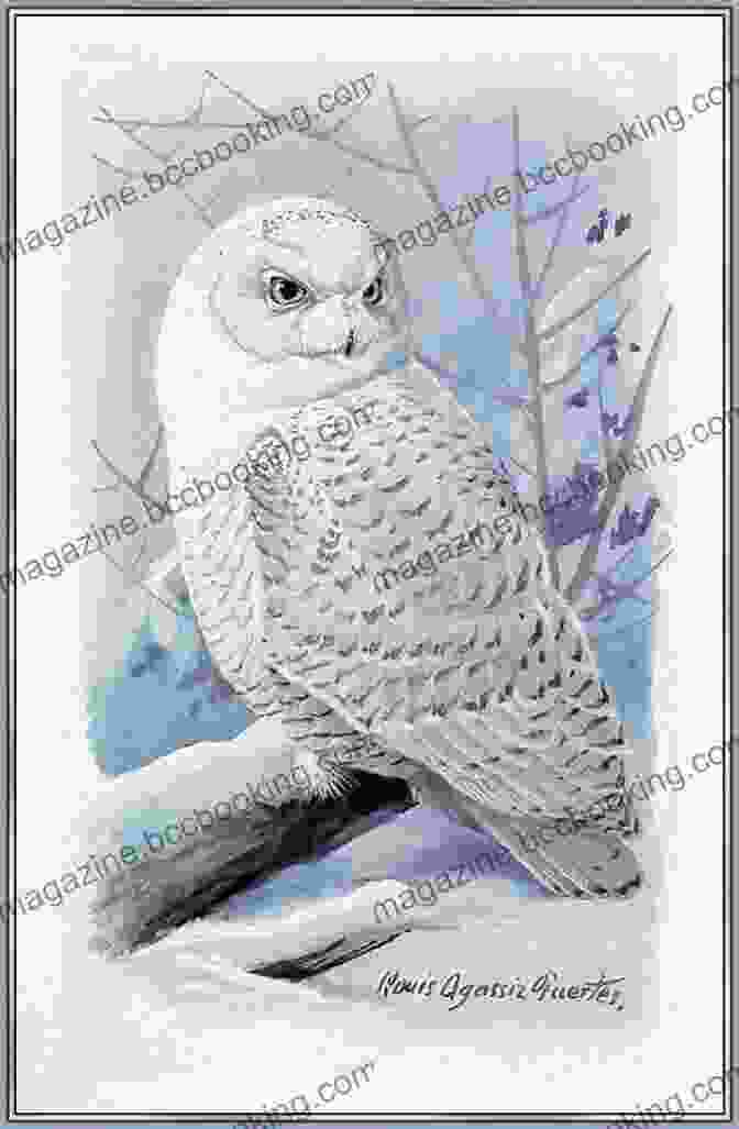 A Painting Of A Snowy Owl By Louis Fuertes The Sky Painter: Louis Fuertes Bird Artist