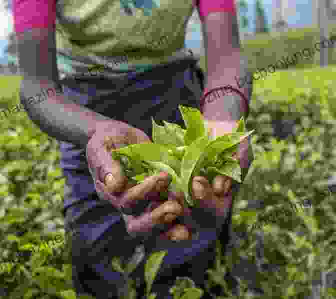 A Person Harvesting Wild Plants In A Responsible Manner Identifying Harvesting Edible And Medicinal Plants (And Not So Wild Places)