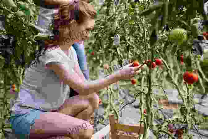 A Person Picking Fresh Tomatoes From A Lush Garden Faith Family The Feast: Recipes To Feed Your Crew From The Grill Garden And Iron Skillet