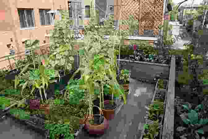 A Rooftop Garden With Edible Plants Identifying Harvesting Edible And Medicinal Plants (And Not So Wild Places)