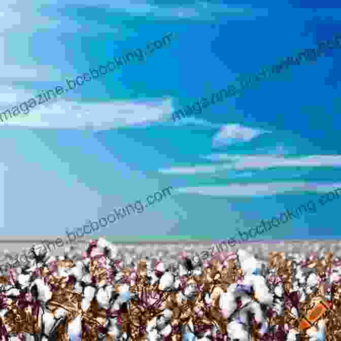 A Vast Cotton Field Under A Clear Blue Sky Cotton: Science And Technology (Woodhead Publishing In Textiles)