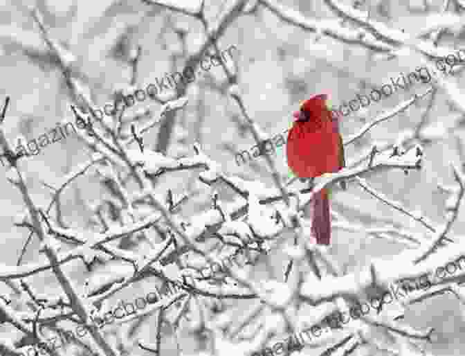A Vibrant Cardinal Perched On A Snow Covered Branch, Symbolizing The Magic Of Christmas The Christmas Bird: The Legend Of The Cardinal