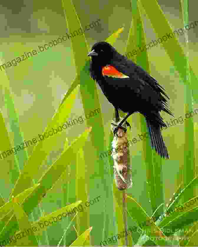 A Vibrant Redwing Blackbird Perched On A Cattail Stalk Song Of The Redwing: Voice Of The Wetlands