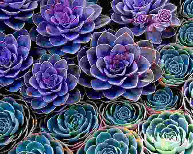 A Vibrant Succulent Garden With A Variety Of Shapes And Colors Essential Succulents: The Beginner S Guide