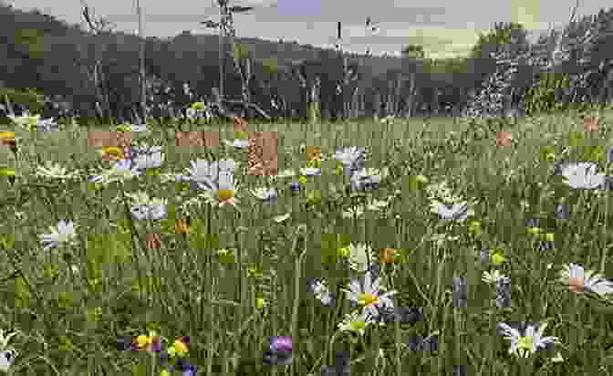 A Vibrant Summer Meadow, Alive With Wildflowers And Buzzing With Life. The Rural Life Verlyn Klinkenborg