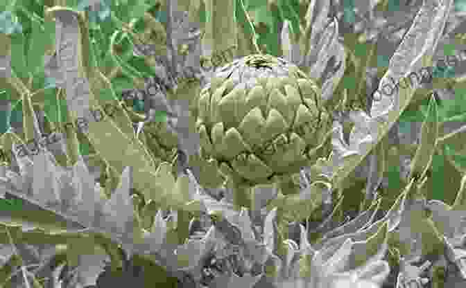 Artichokes A Thistle Like Vegetable With A Unique Flavor Eat To Live: The Amazing Nutrient Rich Program For Fast And Sustained Weight Loss:15 Interesting Food And Unknown Food Items That Are Known To You (Lose Weight 1)