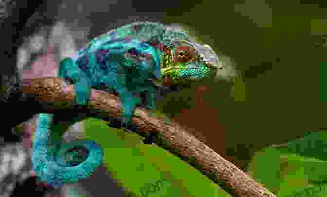 Chameleon Changing Colors On A Branch The Lizard And The Chameleon