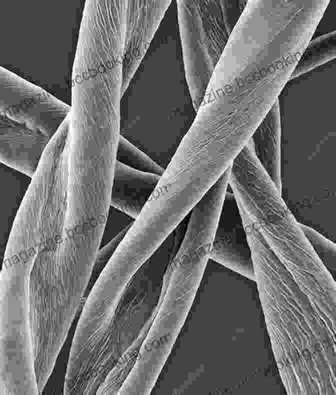 Close Up Of Raw Cotton Fibers Showing Their Intricate Structure Cotton: Science And Technology (Woodhead Publishing In Textiles)