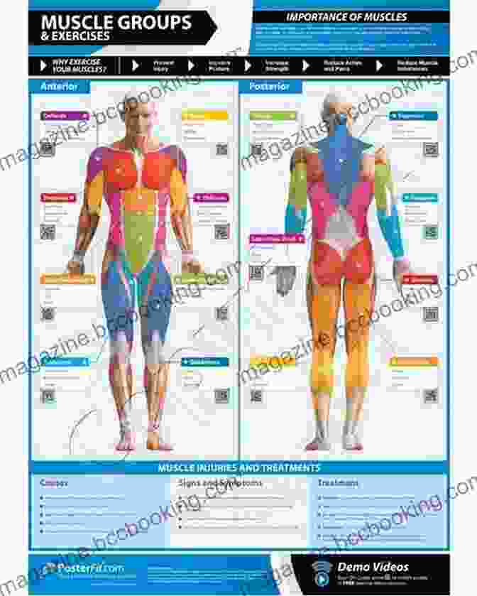 Diagram Of A Surfer's Body In Motion, Highlighting The Key Muscle Groups Involved The Science Of Surfing: A Surfside Girls Guide To The Ocean