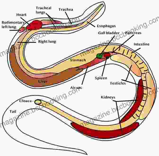 Diagram Of Snake Anatomy Snakes Have No Legs: A Light Hearted On How Snakes Get Around By Slithering (Awesome Animals)