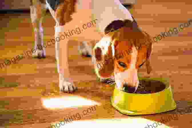 Dog Eating A Bowl Of Paleo Food Paleo Dog: 7 Paleo Recipes For Man S Best Friend