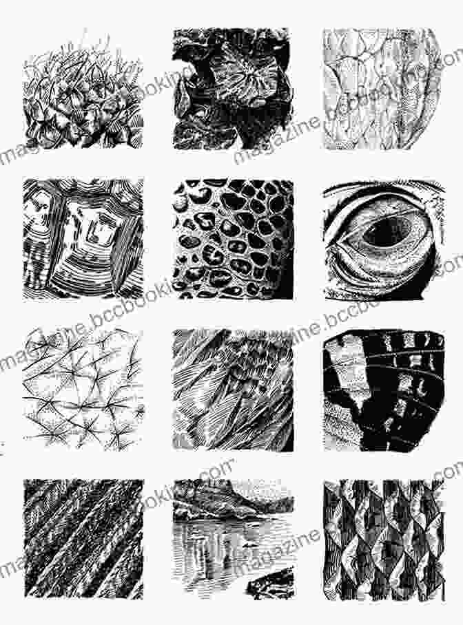 Drawing Textures: Techniques For Realistic Representation Drawing School: Fundamentals For The Beginner: A Comprehensive Drawing Course (The Complete Of )