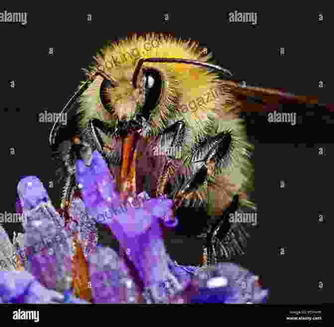 Honeybee Collecting Nectar From A Colorful Flower The Honeybee Kirsten Hall