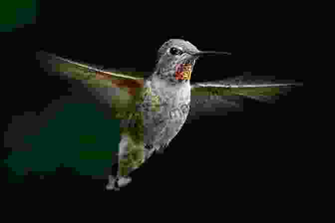 Hummingbird Hovering In Mid Air Untraditional Flight ShiFio S Patterns