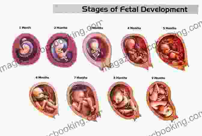 Image Depicting Fetal Development And Pregnancy Timeline Supporting Survivors Of Sexual Abuse Through Pregnancy And Childbirth: A Guide For Midwives Doulas And Other Healthcare Professionals