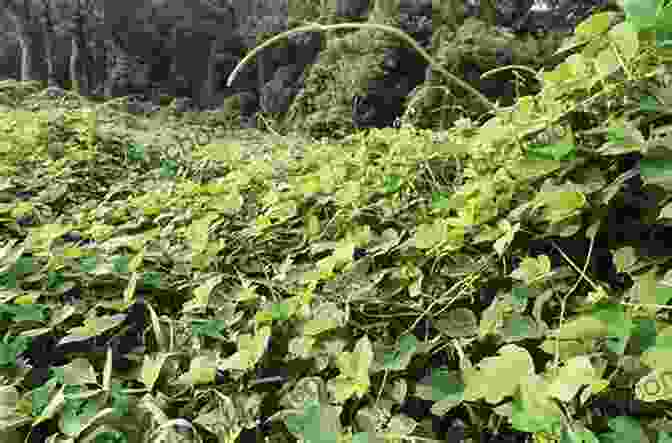 Kudzu A Vine With Edible Leaves And Roots Eat To Live: The Amazing Nutrient Rich Program For Fast And Sustained Weight Loss:15 Interesting Food And Unknown Food Items That Are Known To You (Lose Weight 1)