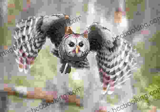 Owl In Silent Flight Untraditional Flight ShiFio S Patterns