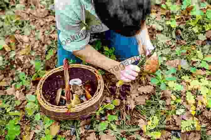Person Foraging For Wild Edibles In A Forest Identifying Harvesting Edible And Medicinal Plants (And Not So Wild Places)