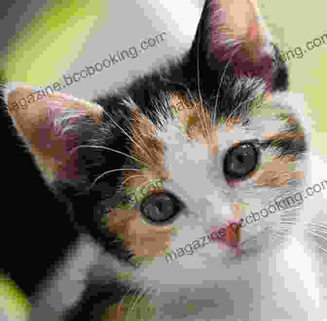 Princess Kitty, A Tiny Calico Kitten With Sparkling Eyes And Soft Fur Welcome To Wagmire (Itty Bitty Princess Kitty 7)