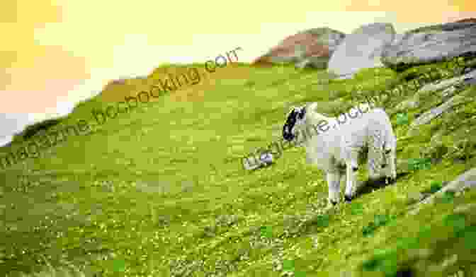 Sheep Grazing In A Lush Meadow Wool Over My Eyes Ken Little