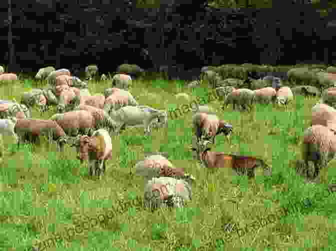 Sheep Grazing In A Sustainable And Environmentally Friendly Pasture Wool Over My Eyes Ken Little