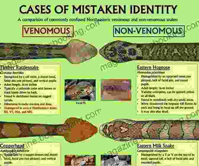 Snakebite Safety U S Guide To Venomous Snakes And Their Mimics