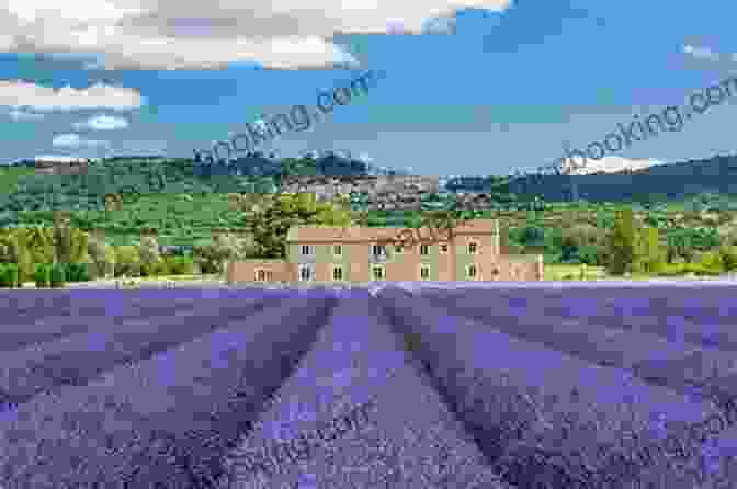 Sweeping Lavender Fields In Provence, France An Insider S Guide To Provence