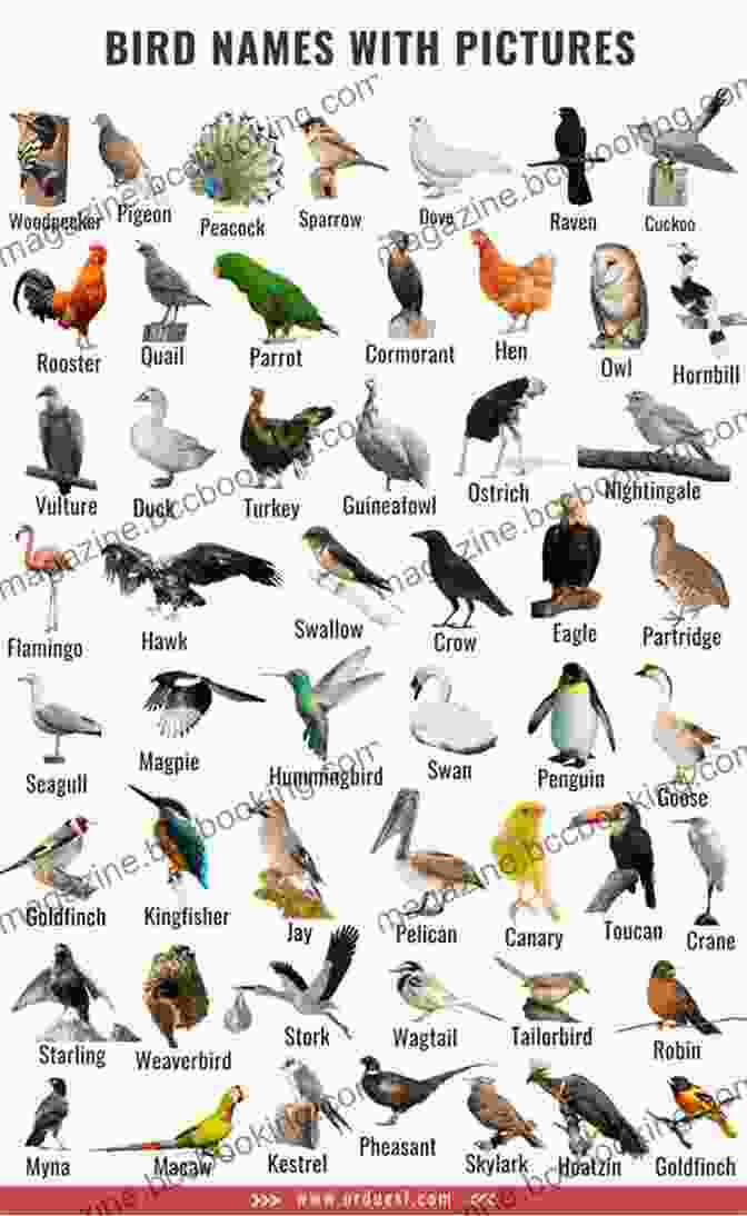 The Bird Name Book Cover Showing A Collection Of Birds With Colorful Names The Bird Name Book: A History Of English Bird Names