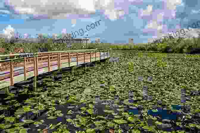 The Everglades National Park In Miami 50 Free Things To Do In Miami (Budget Destination USA)