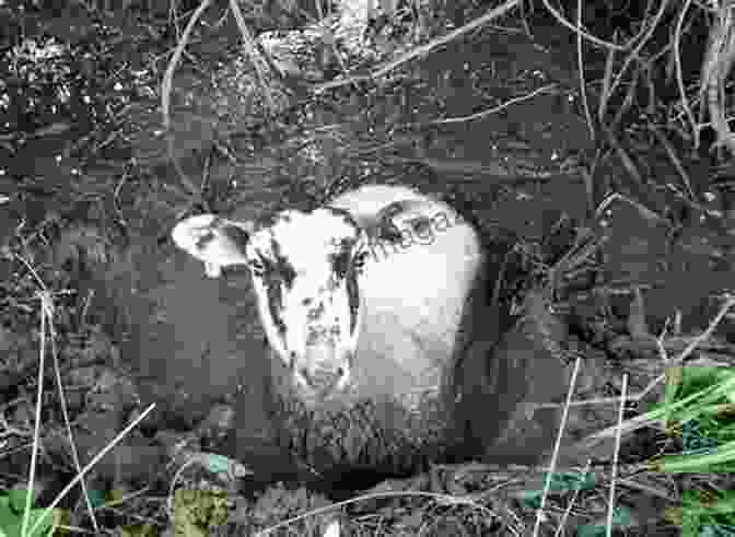 The Sheep In The Mud Maisie McGillicuddy S Sheep Got Muddy
