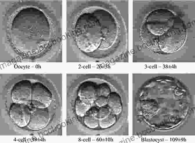 Time Lapse Microscopy Capturing Embryo Division Stages Troubleshooting And Problem Solving In The IVF Laboratory