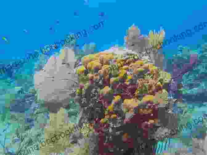Vibrant And Colorful Coral Reef In Belize Your New Life Overseas: Belize