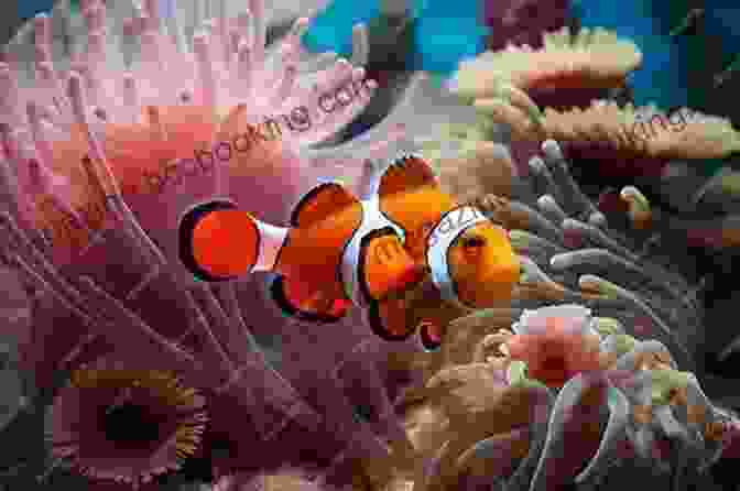 Vibrant Clownfish Nestled Among Sea Anemones Ohio Wildlife Encyclopedia: An Illustrated Guide To Birds Fish Mammals Reptiles And Amphibians