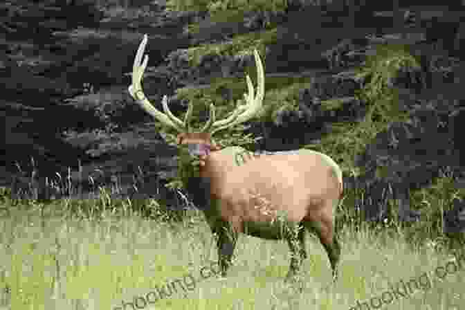 Wildlife In Banff National Park Including Bears, Elk And Moose Banff National Park: Canada (Photo Book 228)